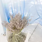 Alura Alacati
